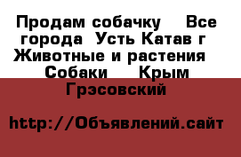 Продам собачку  - Все города, Усть-Катав г. Животные и растения » Собаки   . Крым,Грэсовский